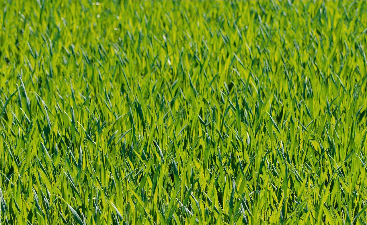 grass in backyard