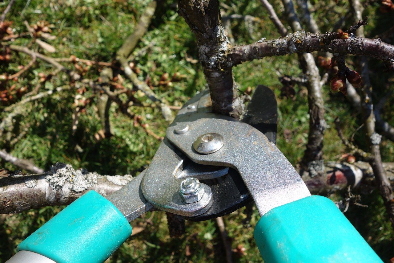 tree being pruned